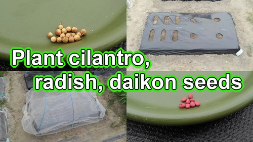 Planting cilantro seeds and radish seeds, daikon seeds