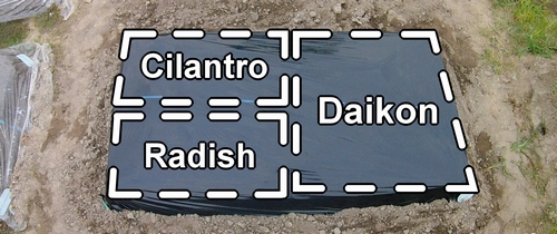 The cultivation sections for cilantro, radishes, and daikon