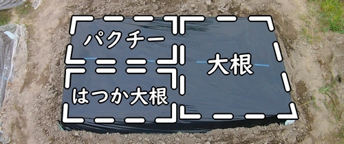 大根、ラディッシュ、パクチーの栽培区画