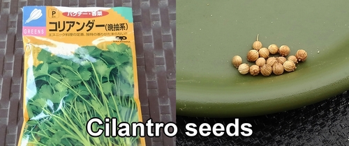 Cilantro seeds (Coriander seeds)