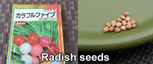 Radish seeds