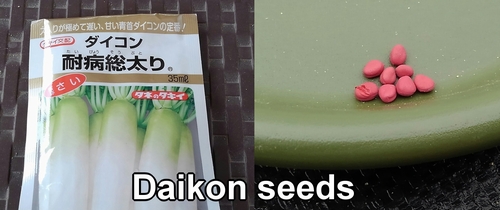 Daikon seeds