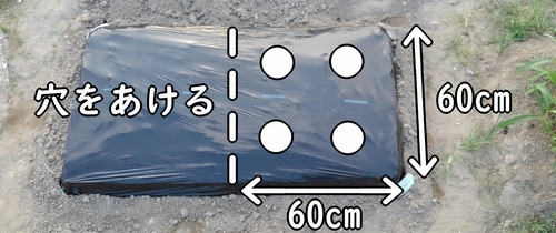 大根の種まき穴