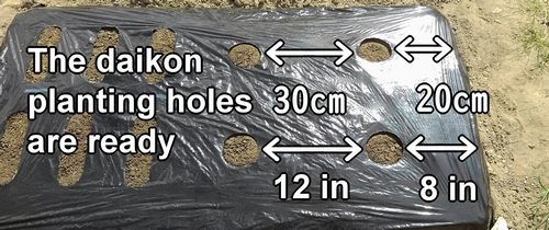 The daikon planting holes are ready