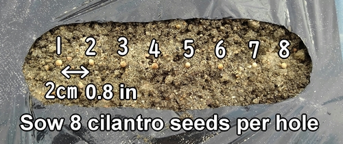 Plant 8 cilantro seeds per hole