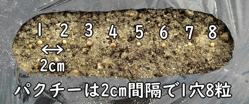 パクチー（コリアンダー）の種まきは1穴8粒