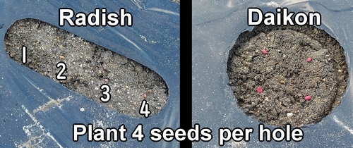 Sow 4 radish and daikon seeds per hole
