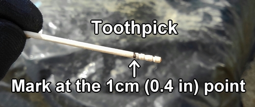 Toothpick