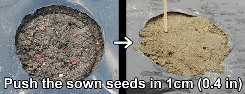 Press the seeds in 1cm (0.4 in) with a toothpick