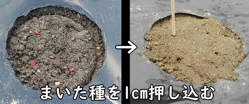 爪楊枝で種を1cm押し込む