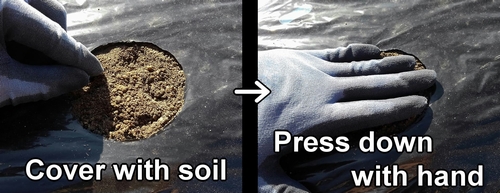 Cover the seeds with soil