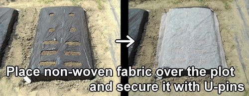 Cover the plot for cilantro and radishes, etc… with non-woven fabric