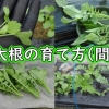 Grow daikon radish (Thinning daikon radishes) Daikon radish plant care