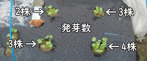 種まき後に発芽した大根（青首大根）