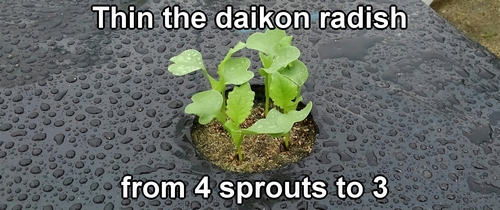 We thin the daikon radish from 4 sprouts to 3
