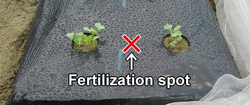 The fertilization spot for daikon radish