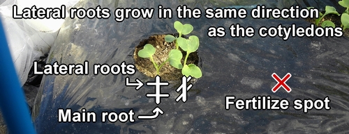 The relationship between daikon's lateral roots and cotyledons