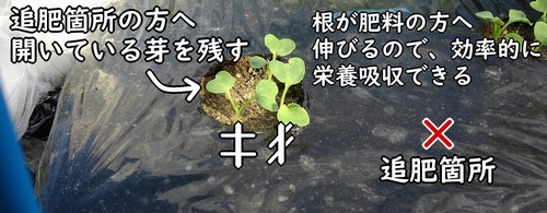 ダイコンの側根は、子葉と同じ向きに伸びる