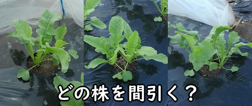 葉の状態を見て、間引く株を決めます