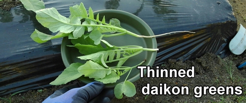 Thinned daikon greens