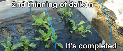 The 2nd thinning of the daikon radish is complete
