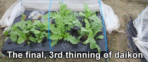 The 3rd thinning of daikon radish