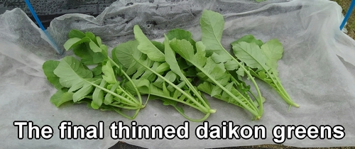The final thinned daikon greens