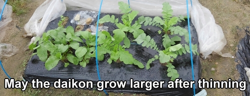 May the daikon radish grow larger after thinning