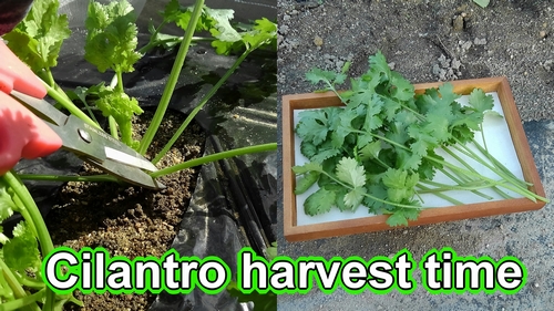 Cilantro harvest time (cilantro how to harvest)
