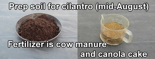 Best fertilizer for cilantro