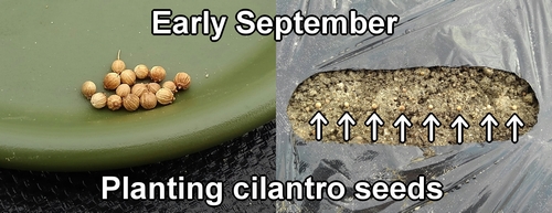 Planting cilantro seeds
