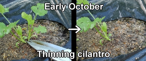Thinning cilantro (cilantro plant care)