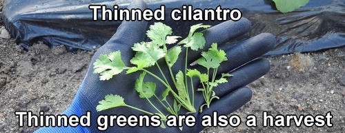 The harvested thinned cilantro greens