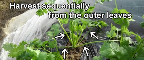 Harvest cilantro from the outer leaves