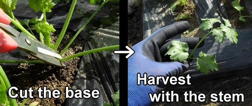The cilantro how to harvest