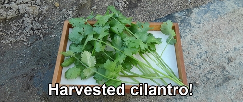The harvested cilantro