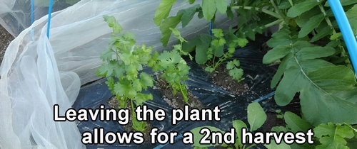 Leaving the growing point on cilantro allows for subsequent harvesting