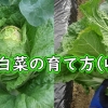 ミニ白菜の収穫