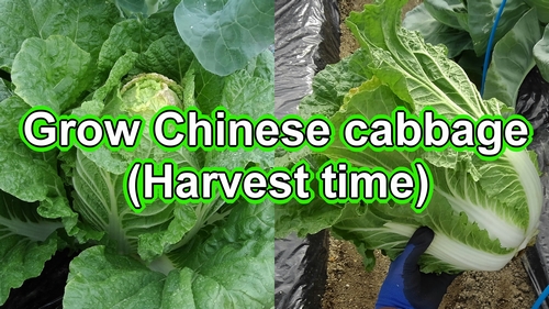 Harvest chinese cabbage (Napa cabbage harvest time)