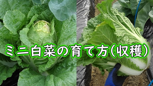 ハクサイ（ミニ白菜）の収穫