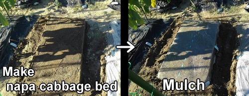Create napa cabbage bed and mulch