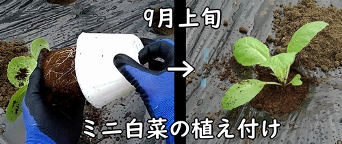 ミニ白菜の植え付け時期は9月上旬でした