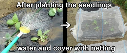 After planting the chinese cabbage seedlings, let's cover them with insect netting