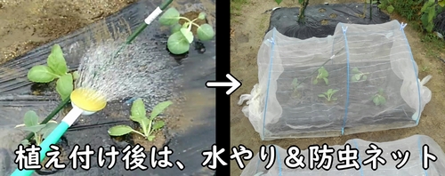 ハクサイ（ミニ白菜）をトンネル栽培にする