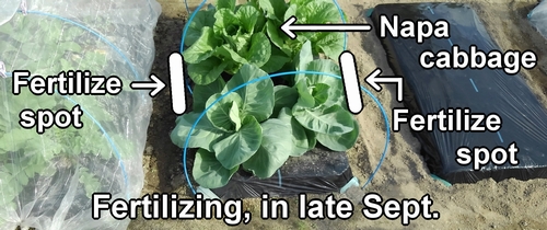 The add-fertilizing period for chinese cabbage was in late September