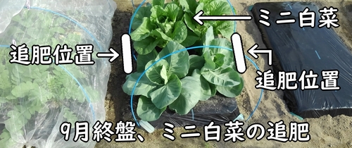 ハクサイ（ミニ白菜）の追肥時期は、9月終盤でした