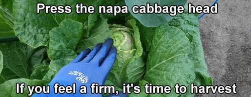Checking the harvest time by pressing the napa cabbage head