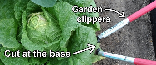 Cutting the base of the chinese cabbage