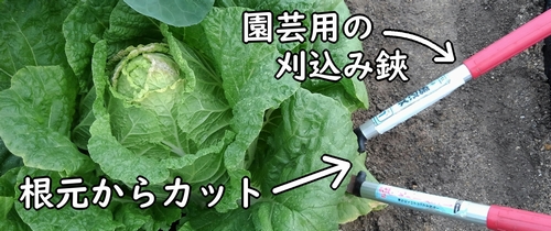 ハクサイ（ミニ白菜）は、株ごと収穫します