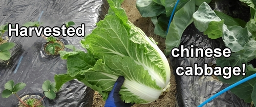 The harvested chinese cabbage (Napa cabbage)